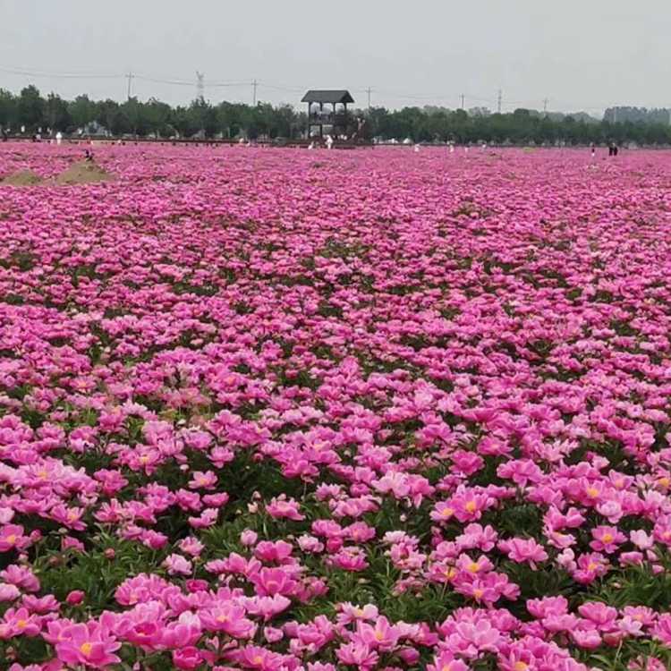 白芍基地